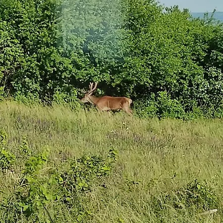 Vendégház Napraszállás 4*