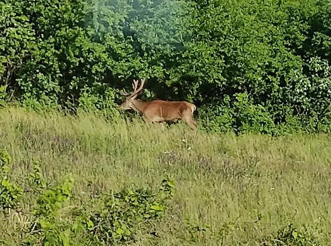 Guest house Napraszallas Vendeghaz 4*